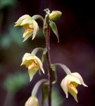 Epipactis mairei